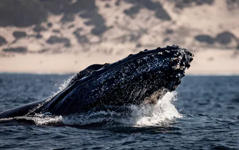 Empowering Women to Protect Ocean Ecosystems in Mozambique